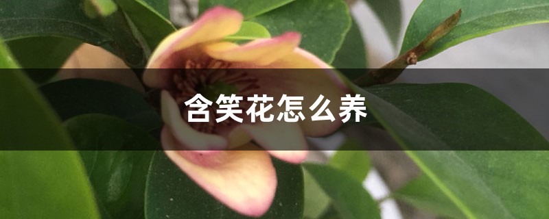 含笑花怎么养