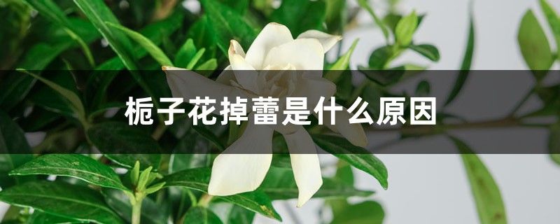 栀子花掉蕾是什么原因 栀子花掉蕾是什么原因