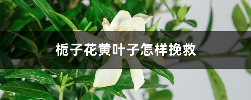 栀子花黄叶子怎样挽救 栀子花黄叶子怎样挽救