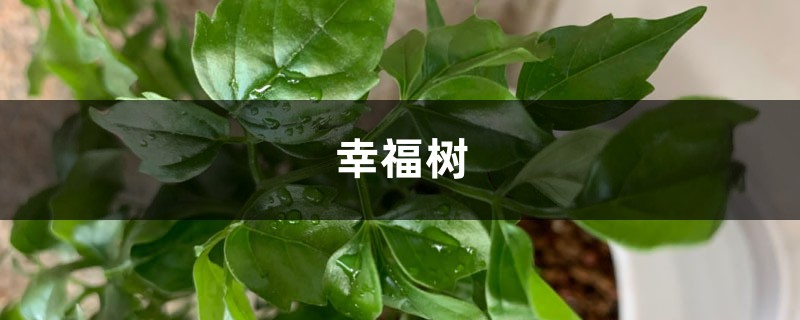 幸福树黄叶掉叶，夏天浇点这个水，3天立马绿油油！