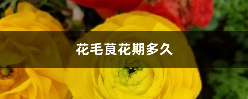 花毛茛花期多久 花毛茛花期多久