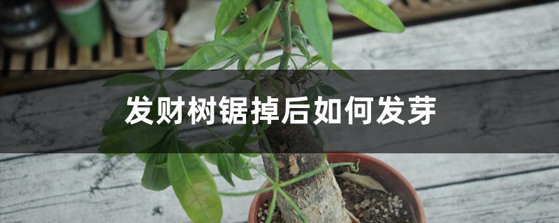 发财树锯掉后如何发芽