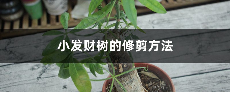 小发财树的修剪方法