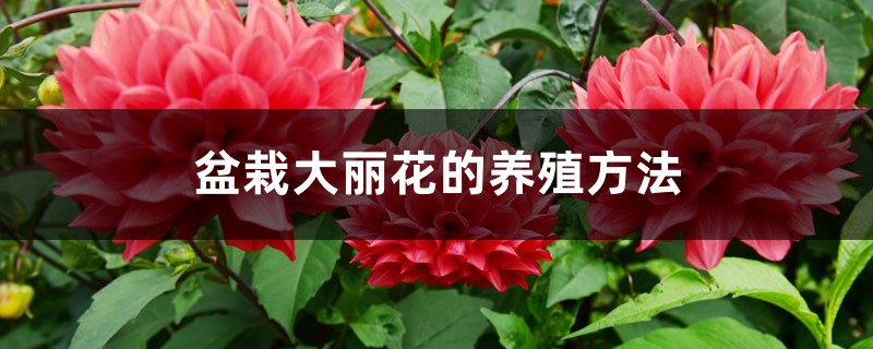 盆栽大丽花的养殖方法 盆栽大丽花的养殖方法