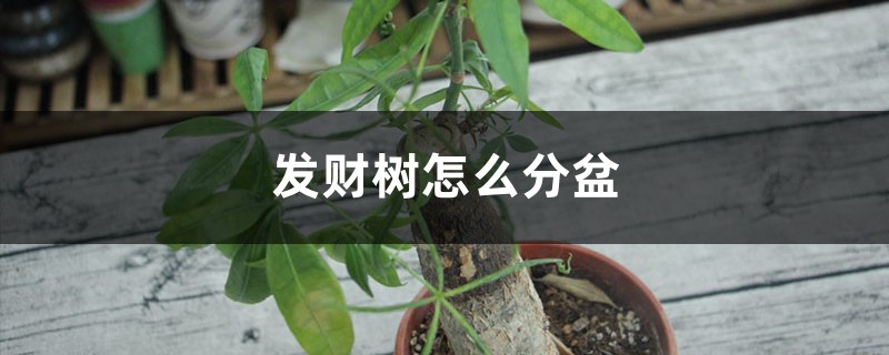 发财树怎么分盆