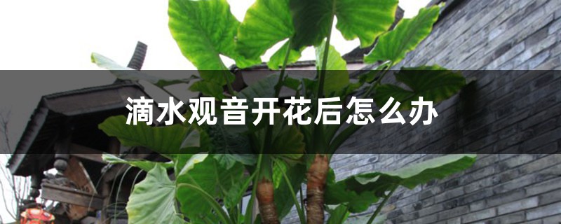 滴水观音开花后怎么办