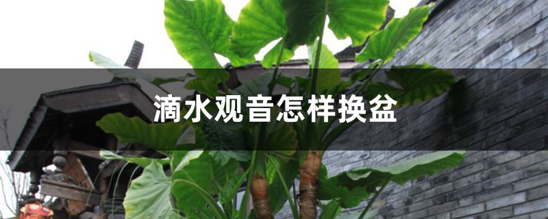 滴水观音怎样换盆 滴水观音怎样换盆