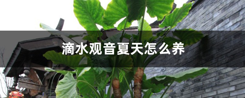 滴水观音夏天怎么养