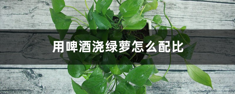 用啤酒浇绿萝怎么配比 用啤酒浇绿萝怎么配比
