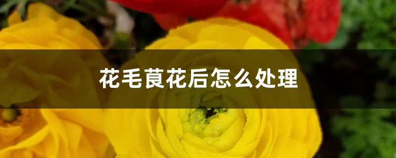 花毛茛花后怎么处理