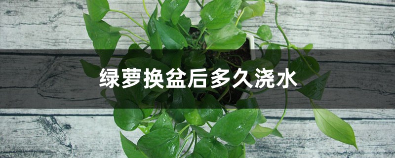 绿萝换盆后多久浇水