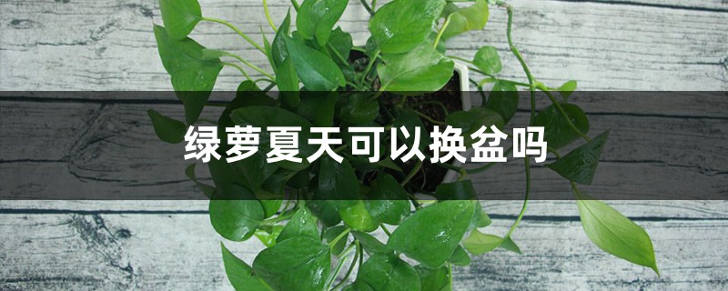 绿萝夏天可以换盆吗