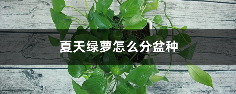 夏天绿萝怎么分盆种