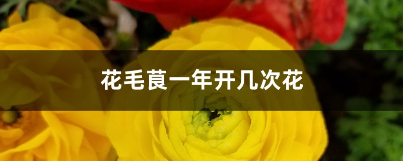 花毛茛一年开几次花