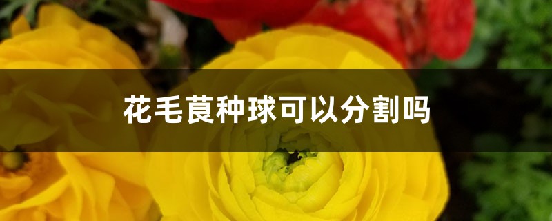 花毛茛种球可以分割吗 花毛茛种球可以分割吗