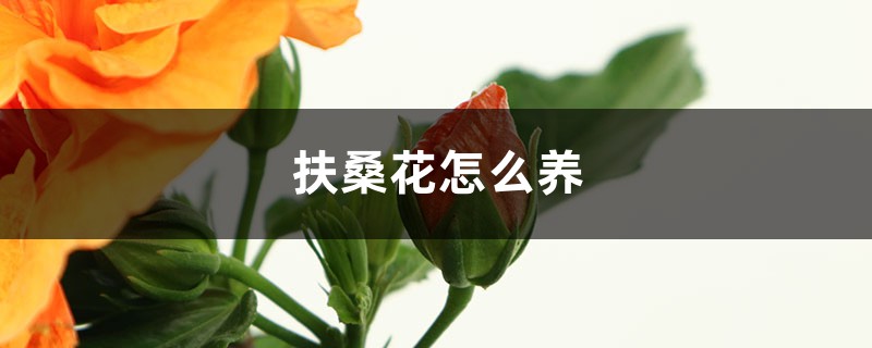 扶桑花怎么养 扶桑花怎么养