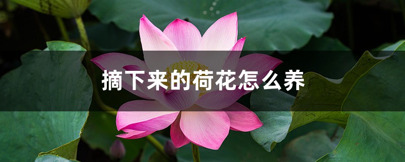 摘下来的荷花怎么养 摘下来的荷花怎么养