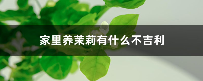 家里养茉莉有什么不吉利