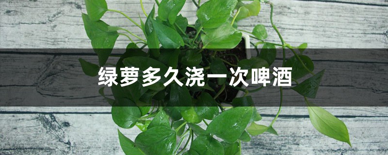 绿萝多久浇一次啤酒 绿萝多久浇一次啤酒