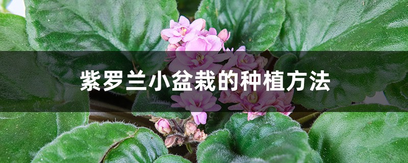 紫罗兰小盆栽的种植方法 紫罗兰小盆栽的种植方法