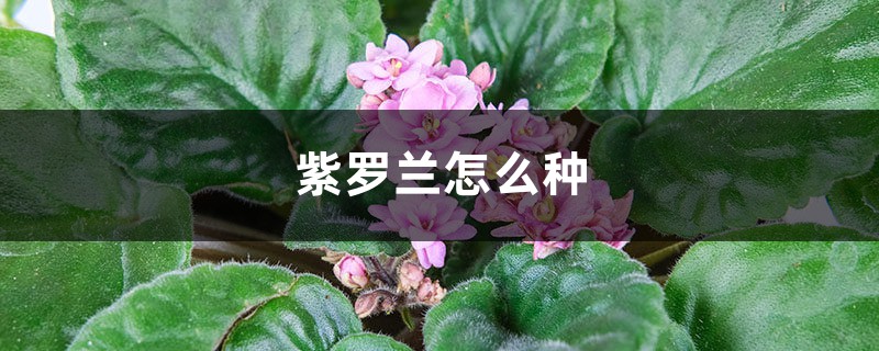 紫罗兰怎么种 紫罗兰怎么种