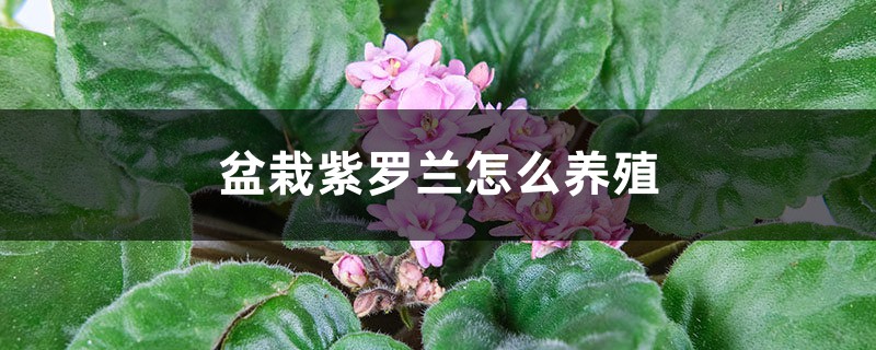 盆栽紫罗兰怎么养殖 盆栽紫罗兰怎么养殖