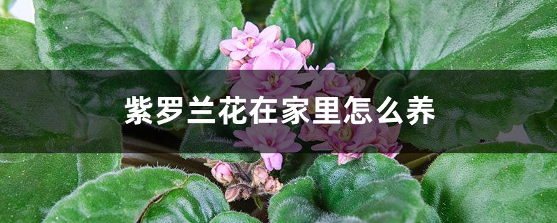 紫罗兰花在家里怎么养 紫罗兰花在家里怎么养