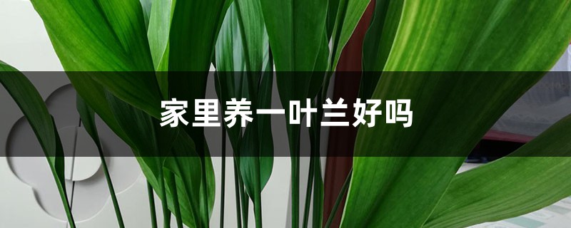 家里养一叶兰好吗 家里养一叶兰好吗