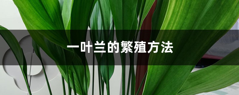 一叶兰的繁殖方法 一叶兰的繁殖方法