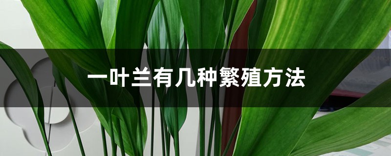 一叶兰有几种繁殖方法