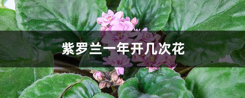 紫罗兰一年开几次花