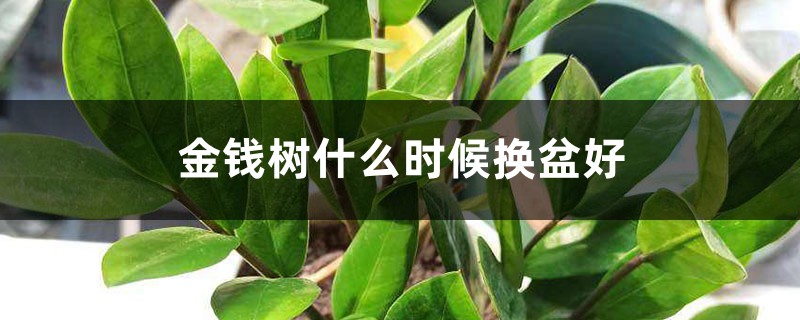 金钱树什么时候换盆好 金钱树什么时候换盆好