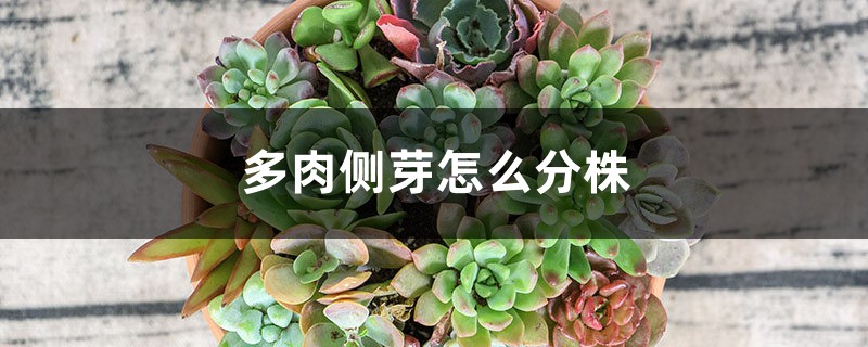 多肉侧芽怎么分株 多肉侧芽怎么分株