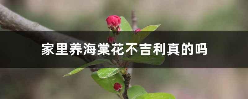 家里养海棠花不吉利真的吗 家里养海棠花不吉利真的吗