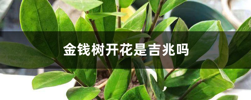 金钱树开花是吉兆吗 金钱树开花是吉兆吗