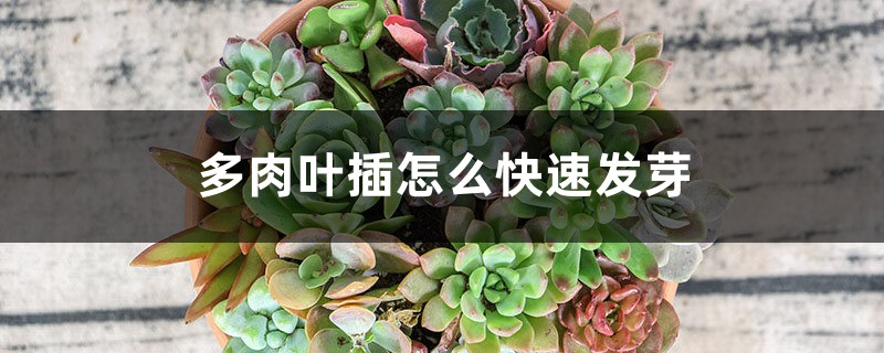 多肉叶插怎么快速发芽 多肉叶插怎么快速发芽