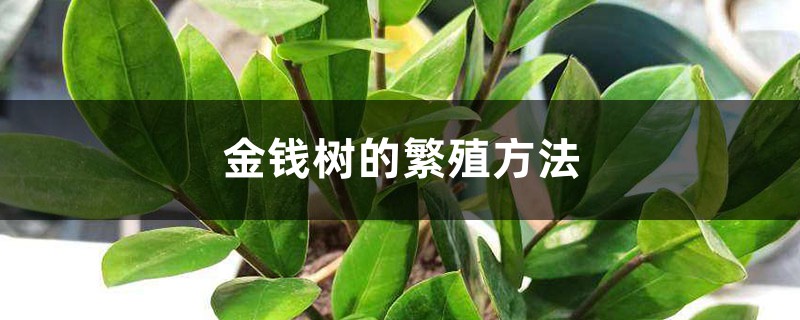 金钱树的繁殖方法 金钱树的繁殖方法