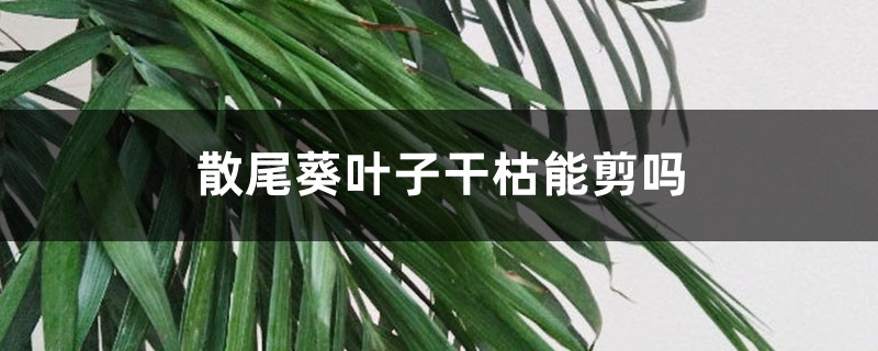 散尾葵叶子干枯能剪吗