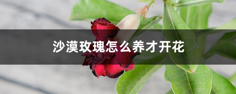 沙漠玫瑰怎么养才开花