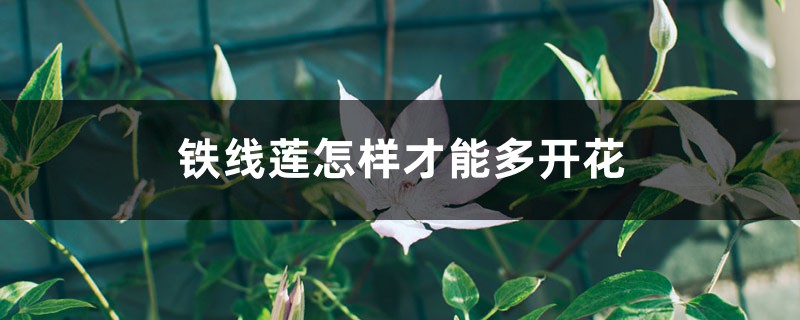 铁线莲怎样才能多开花