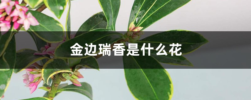 金边瑞香是什么花