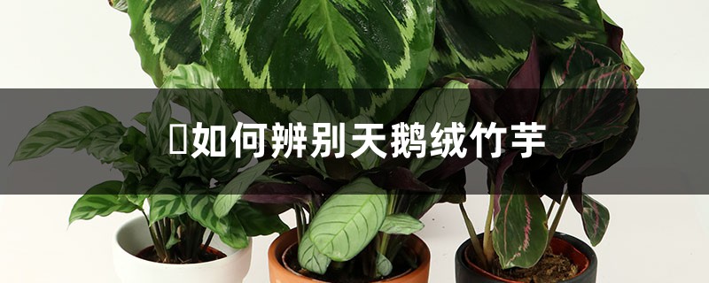 如何辨别天鹅绒竹芋