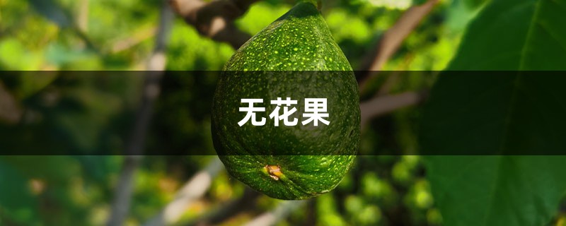 无花果套瓶里，1棵挂满5斤果，3个月吃不完！