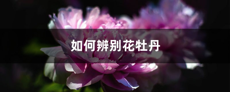 如何辨别花牡丹