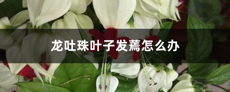 龙吐珠叶子发蔫怎么办