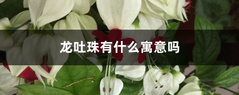 龙吐珠有什么寓意吗