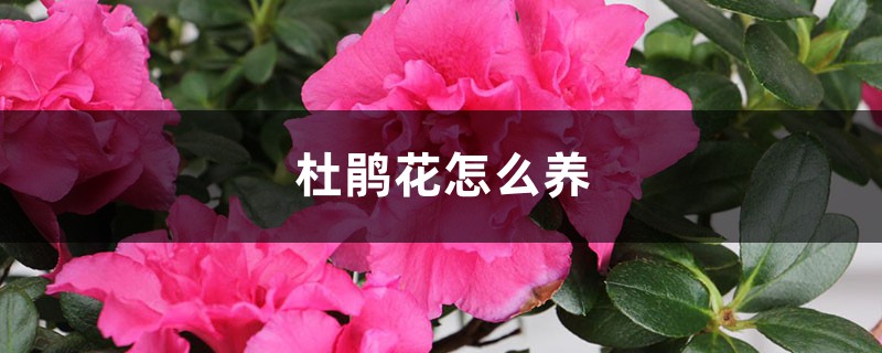 杜鹃花怎么养 杜鹃花怎么养