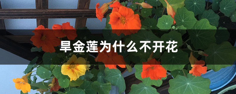 旱金莲为什么不开花