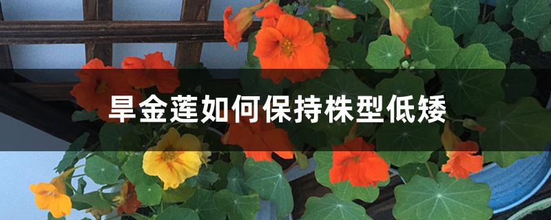 旱金莲如何保持株型低矮 旱金莲如何保持株型低矮
