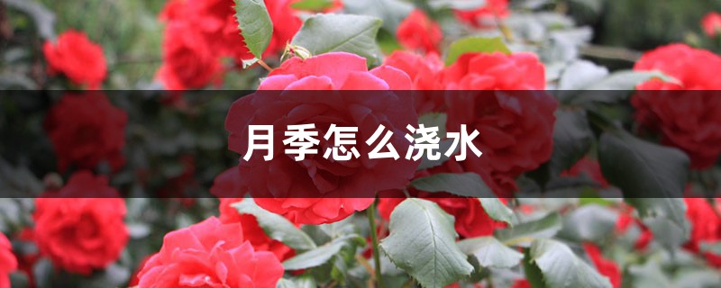 月季怎么浇水 月季怎么浇水